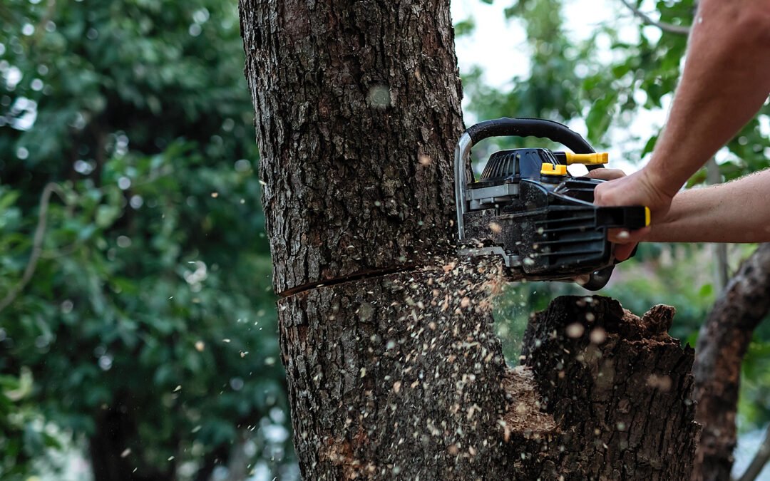 Tree Services in Lalor: What Homeowners Should Know