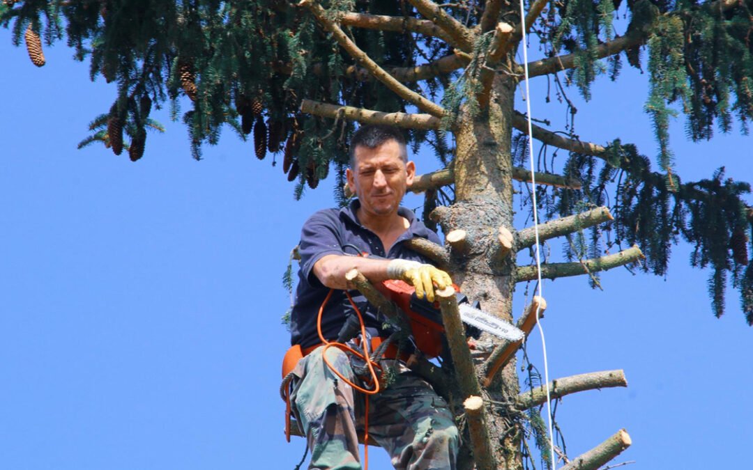 Essential Tree Care Tips for Homeowners in Lalor