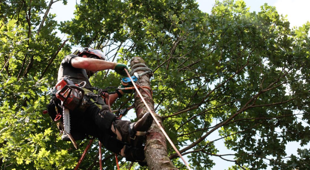 Professional tree pruning and maintenance by Gideon Tree Services in Lalor, Melbourne