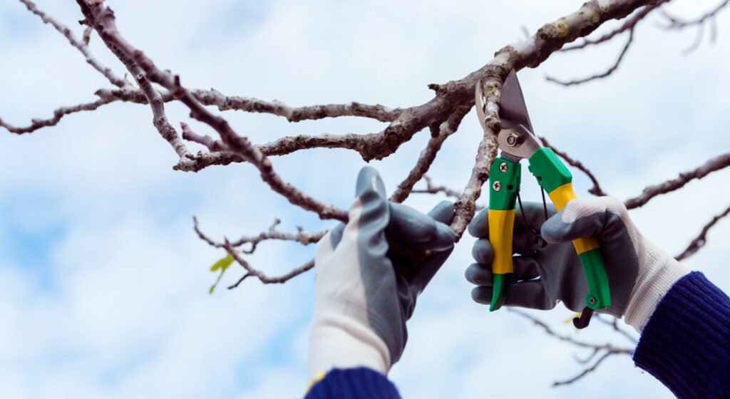 Tree pruning in Thomastown to improve tree health